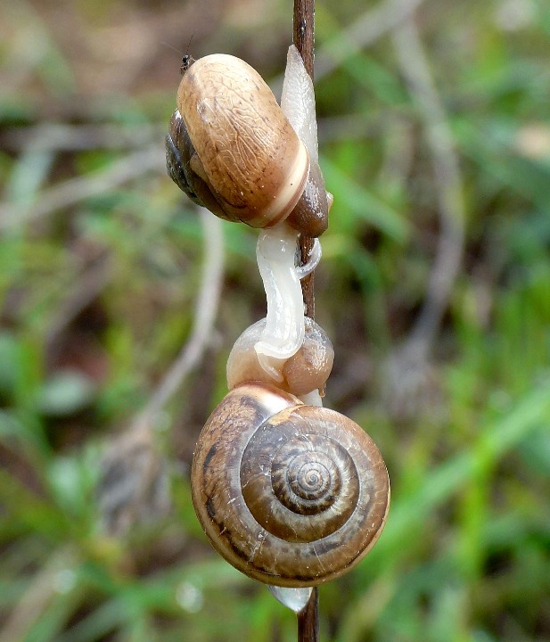 Accoppiamento di Monacha parumcincta